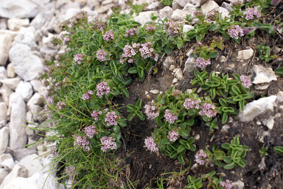 Valeriana supina / Valeriana prostrata