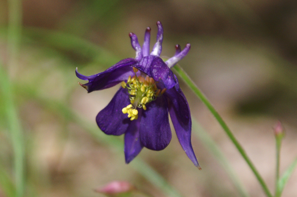 Aquilegia einseleana / Aquilegia di Einsele