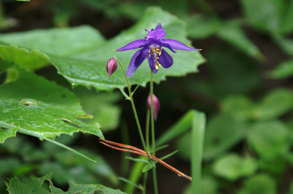 Aquilegia einseleana / Aquilegia di Einsele