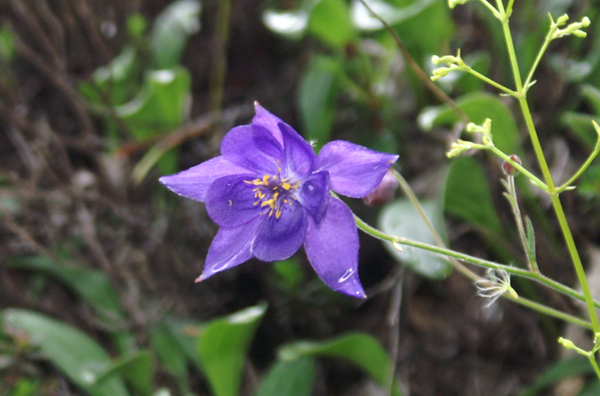 Aquilegia einseleana / Aquilegia di Einsele