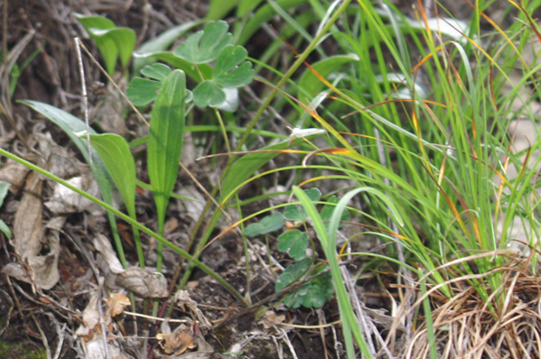 Aquilegia einseleana / Aquilegia di Einsele