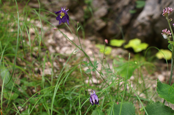 Aquilegia einseleana / Aquilegia di Einsele