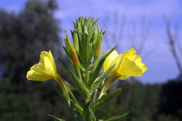 Rapunzie a confronto - Oenothera sp.