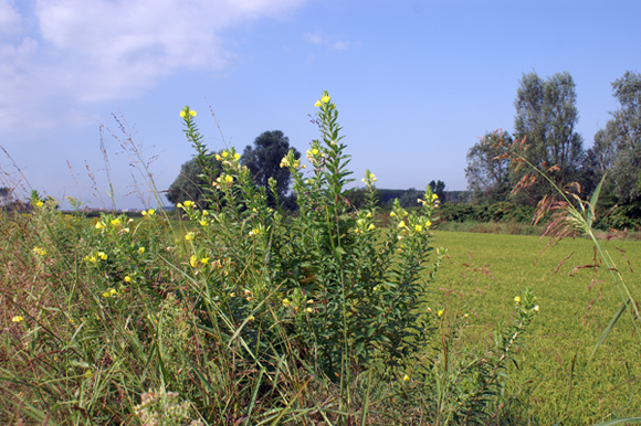 Rapunzie a confronto - Oenothera sp.