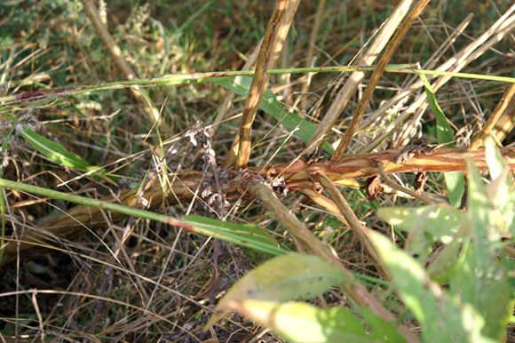 Rapunzie a confronto - Oenothera sp.