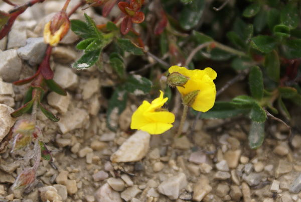 sui detriti Helianthemum sp.