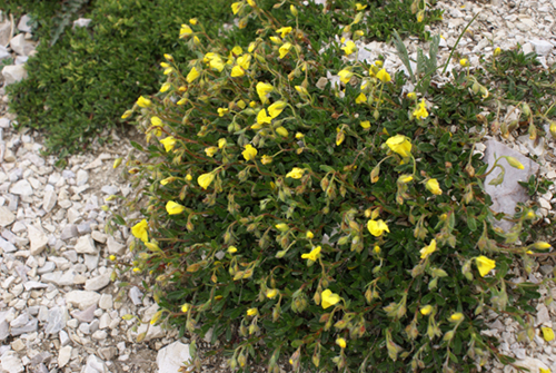 sui detriti Helianthemum sp.