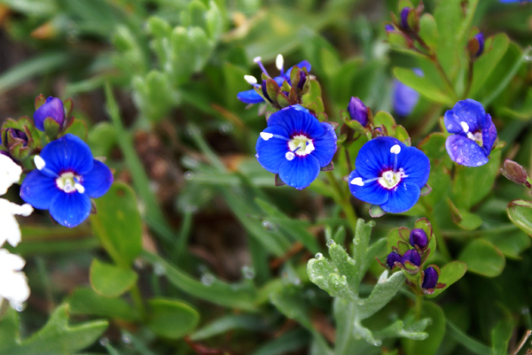 Veronica fructicans