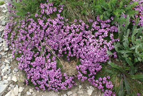 Silene acaulis