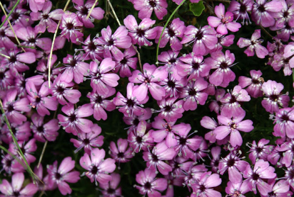 Silene acaulis