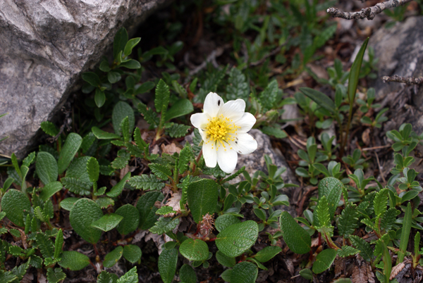 Dryas octopetala / Camedrio alpino