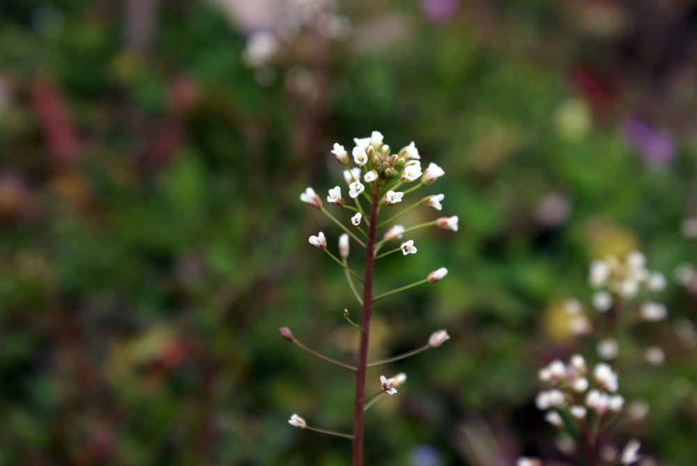 Capsella rubella / Borsapastore annuale