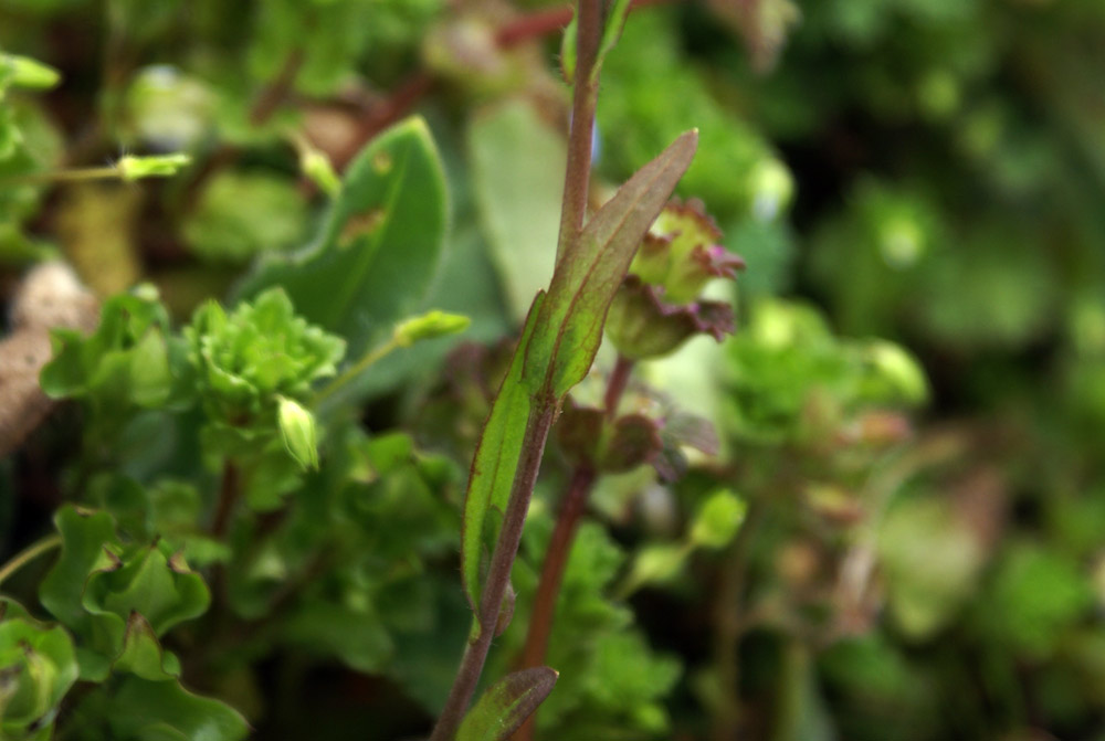 Capsella rubella / Borsapastore annuale