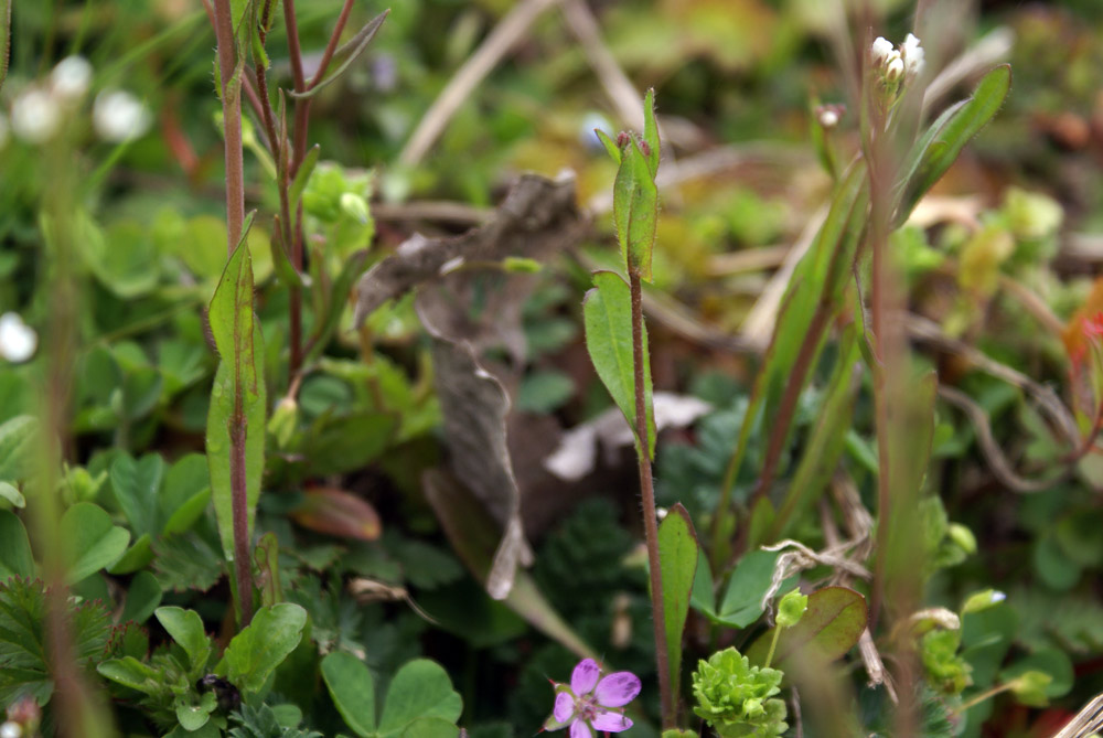 Capsella rubella / Borsapastore annuale