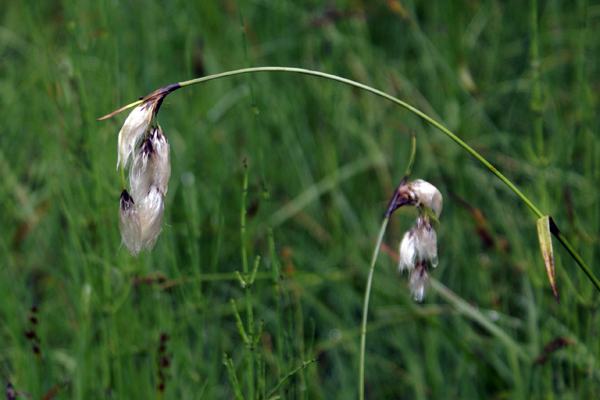 Eriophorum