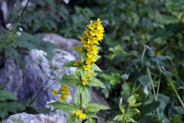 Lysimachia punctata / Mazza-d''oro punteggiata