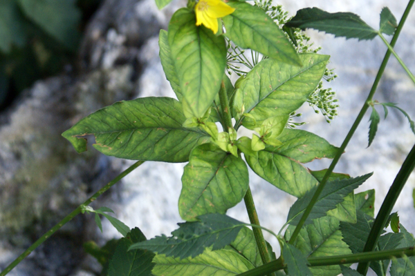 Lysimachia punctata / Mazza-d''oro punteggiata