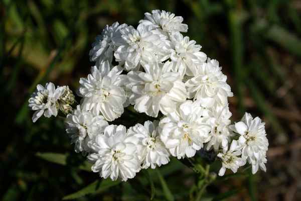 Achillea. ptarmica  cv.