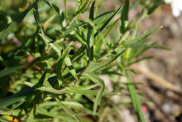 Achillea. ptarmica  cv.