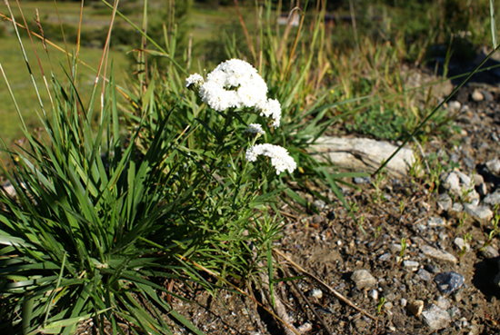 Achillea. ptarmica  cv.