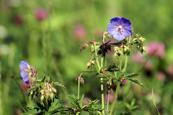 Geranium sylvaticum