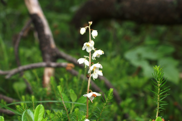 Pyrola sp.