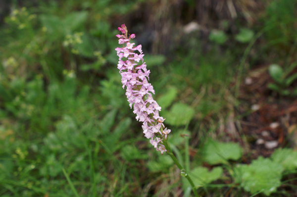 Gymnadenia odoratissima