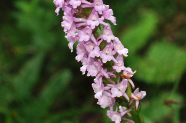 Gymnadenia odoratissima