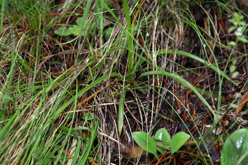 Gymnadenia odoratissima