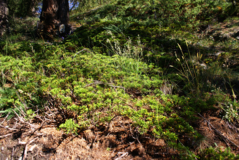 Che arbusto ? Juniperus sabina
