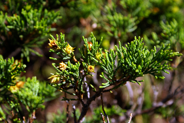 Che arbusto ? Juniperus sabina
