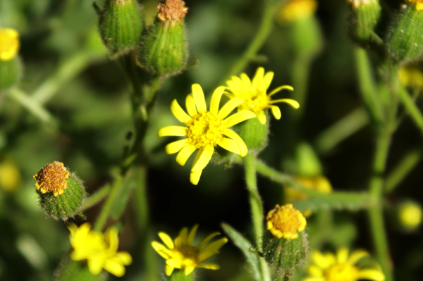 Senecio viscosus / Senecione vischioso