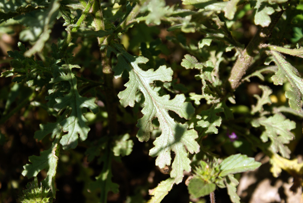 Senecio viscosus / Senecione vischioso