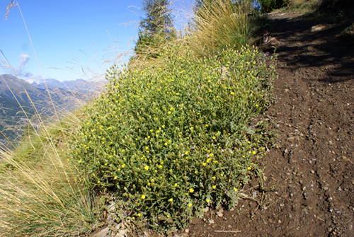 Senecio viscosus / Senecione vischioso