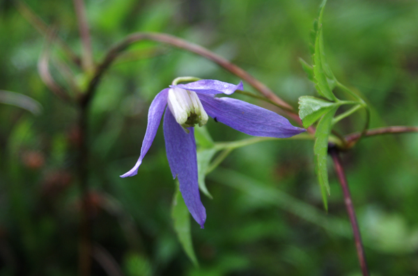 Clematis alpina / Clematide alpina