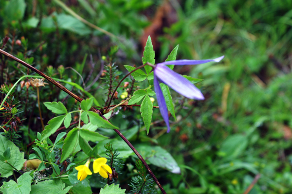 Clematis alpina / Clematide alpina