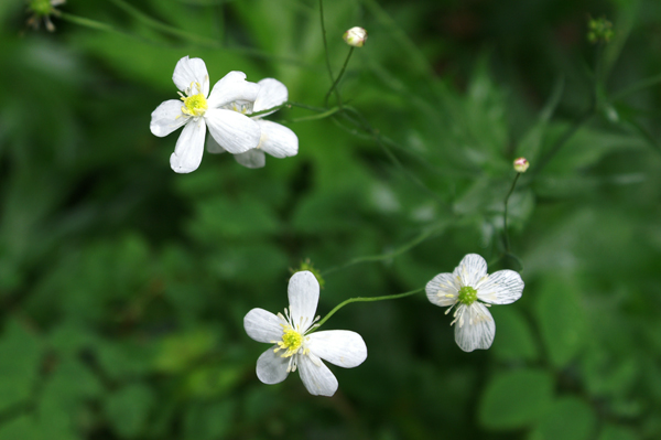 Ranunculus platanifolius o R. aconitifolium?