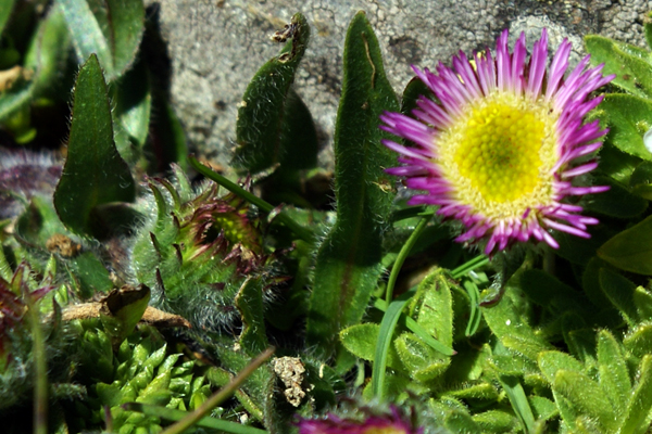 Erigeron cfr. glabratus