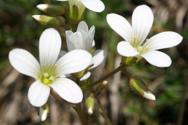 Val di Gressoney - Saxifraga granulata