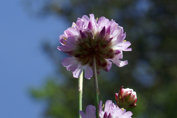 Gressoney - Armeria arenaria (=A.plantaginea)
