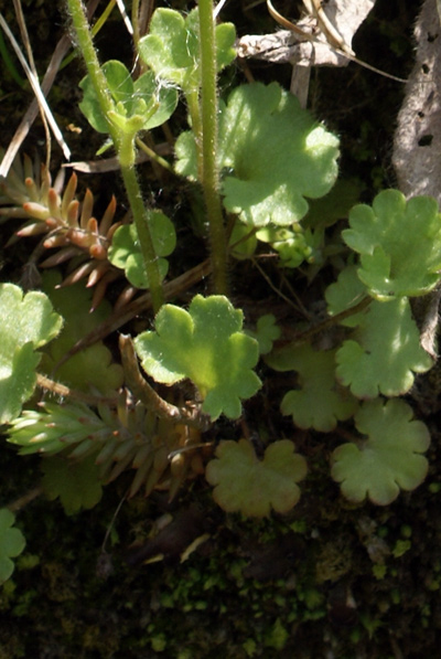 Val di Gressoney - Saxifraga granulata