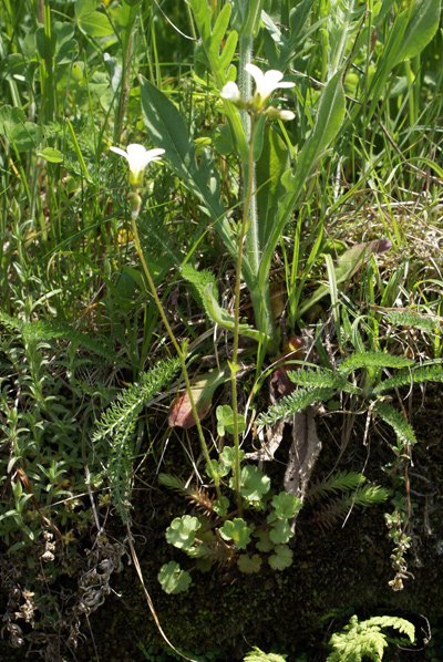 Val di Gressoney - Saxifraga granulata