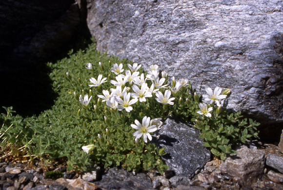 Cerastium latifolium