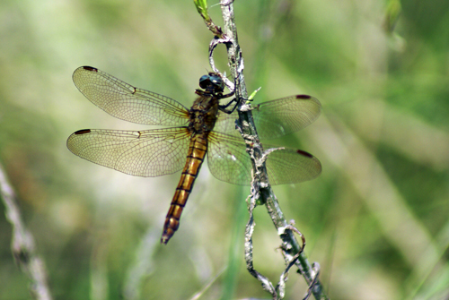 Orthetrum coerulescens