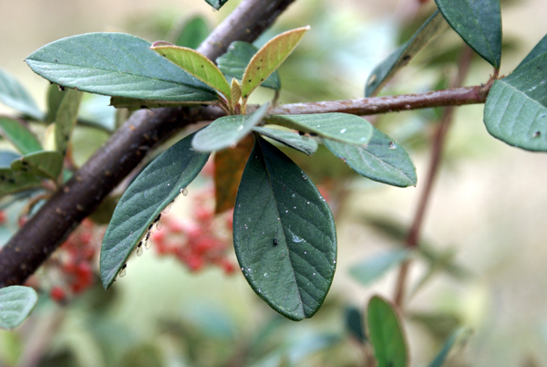 Cotoneaster sp.