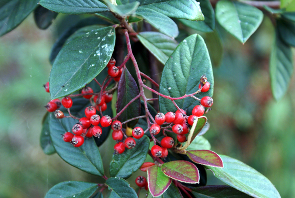 Cotoneaster sp.