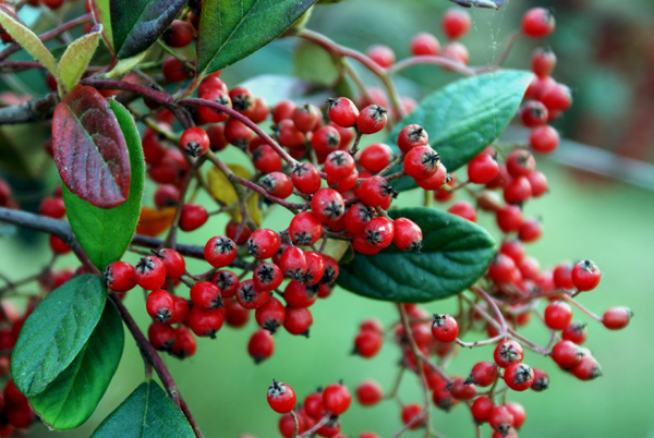 Cotoneaster sp.