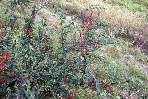 Cotoneaster sp.