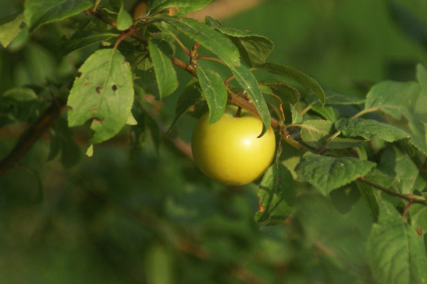 Prunus cerasifera / Mirabolano