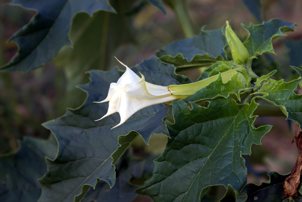 Datura stramonium